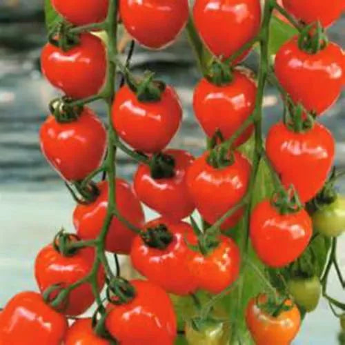 Cherry Berries Tomato Seeds - Sweet Flavor, Heirloom, Solanum lycopersicum, Compact Growth, 25 Seeds