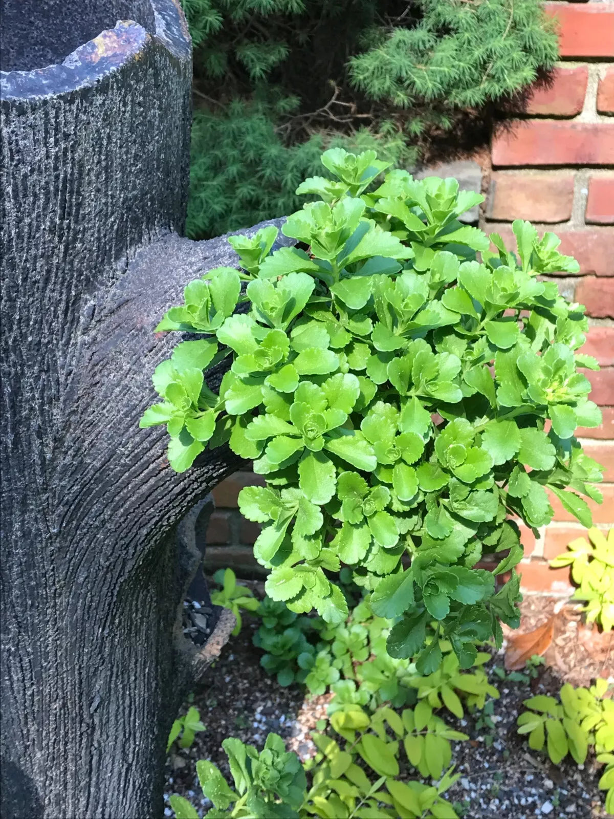 Green Carpet Stonecrop Plants - 10 Bare Root Sedum acre Ground Cover - Deer Resistant, Full Sun, Low Maintenance
