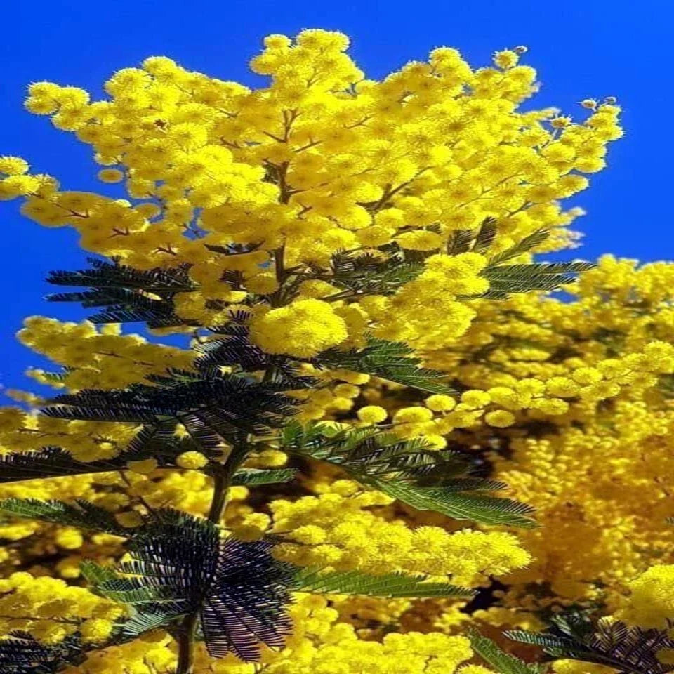 10 Sweet Acacia Tree Seeds - Fast Growing Wattle Flower - Acacia farnesiana - Yellow Blooms, Drought Tolerant, Landscaping, Garden Plant