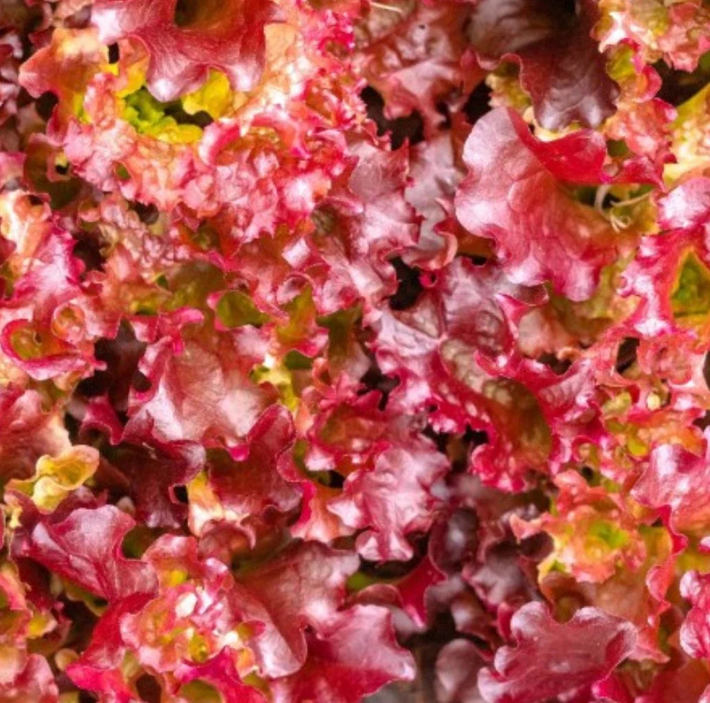 Red Salad Bowl Leaf Lettuce Seeds - 5000 Non-GMO Lactuca sativa for Salad Gardens, Easy to Grow, Full Sun to Partial Shade