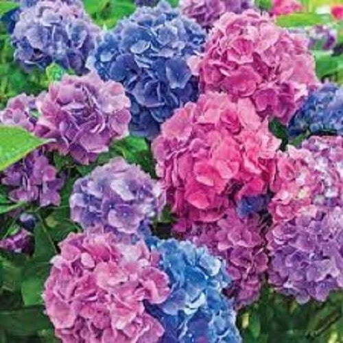 LA Dreaming Hydrangea Seeds - Perennial Flower Seeds for Garden, Hydrangea macrophylla, Blue & Pink Blooms, Easy to Grow