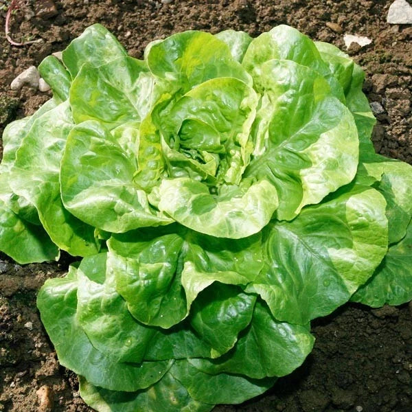 Bibb Lettuce Seeds | Heirloom Butterhead Variety | Non-GMO Lactuca sativa | Organic Garden Seeds