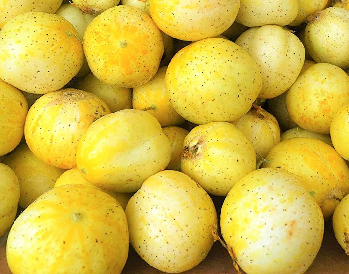 Lemon Cucumber Seeds - 40 Non-GMO Heirloom Seeds for Home Gardening