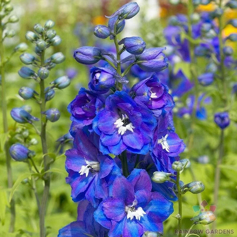 Delphinium Seeds - Guardian Blue Variety - Perennial Flower Seeds for Garden Planting - Delphinium elatum