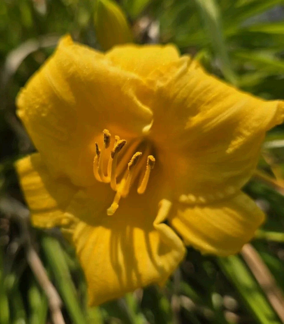 Daylily Seeds - Happy Returns Variety - Hemerocallis - Vibrant Yellow Blooms, Repeats, Perennial, Garden, Container, Border