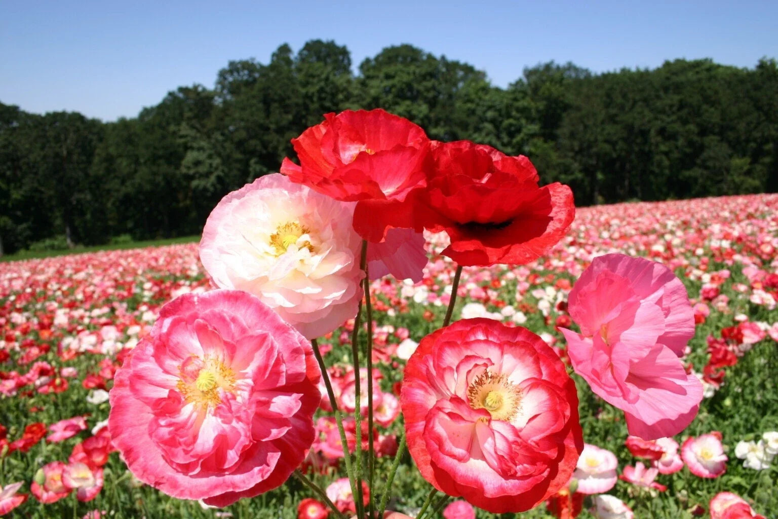 Shirley Mixed Double Poppy Seeds - 200+ Pack for Garden Planting - Papaver rhoeas - Vibrant Colors, Easy Grow, Attracts Pollinators