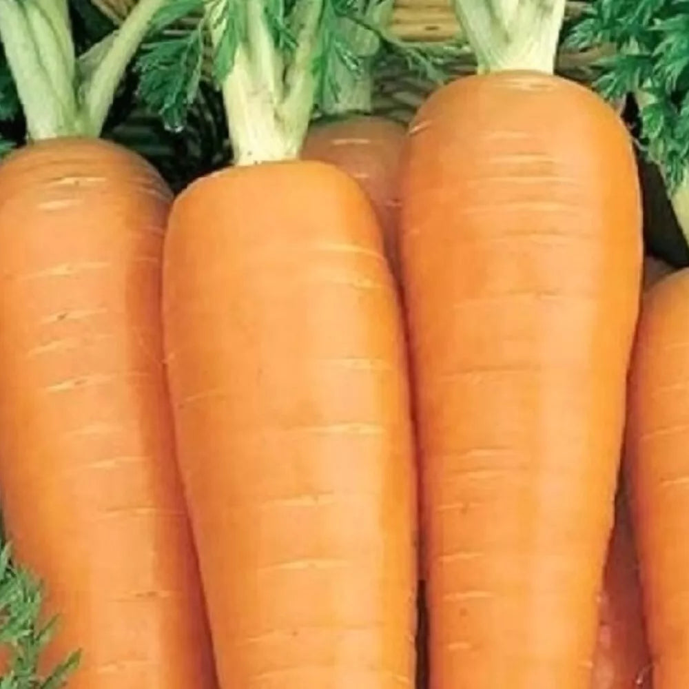 Danvers 126 Carrot Seeds | Heirloom NON-GMO Vegetable Seeds | Organic Gardening