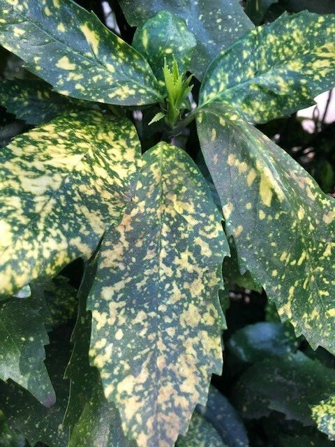 Gold Dust Aucuba Shrub Cuttings - 6" Rooting Cuttings - Aucuba japonica - Green Speckled Foliage for Shade Gardens