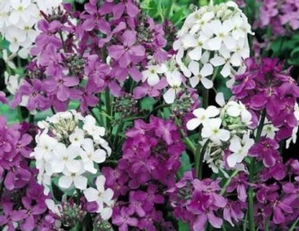 Dame's Rocket Seeds Mix - 100 Fresh Hesperis matronalis Perennial Flower Seeds in Mixed Colors for Garden, Borders, Pollinator Attractant