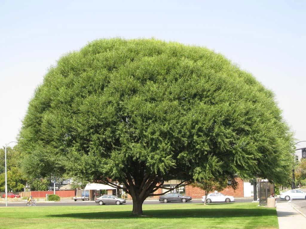 Globe Willow Tree Cuttings - 2 Live Salix matsudana Fast Growing Shade Privacy Plants
