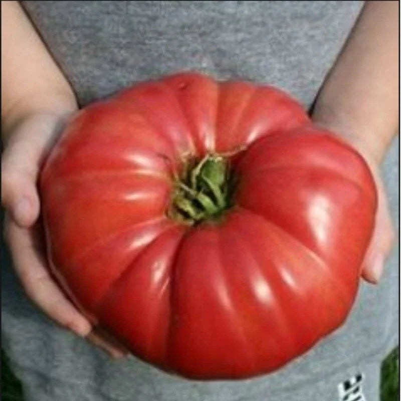 Giant Heirloom Tomato Seeds 30-4000 Count Solanum lycopersicum Large Juicy Fruit for Home Garden