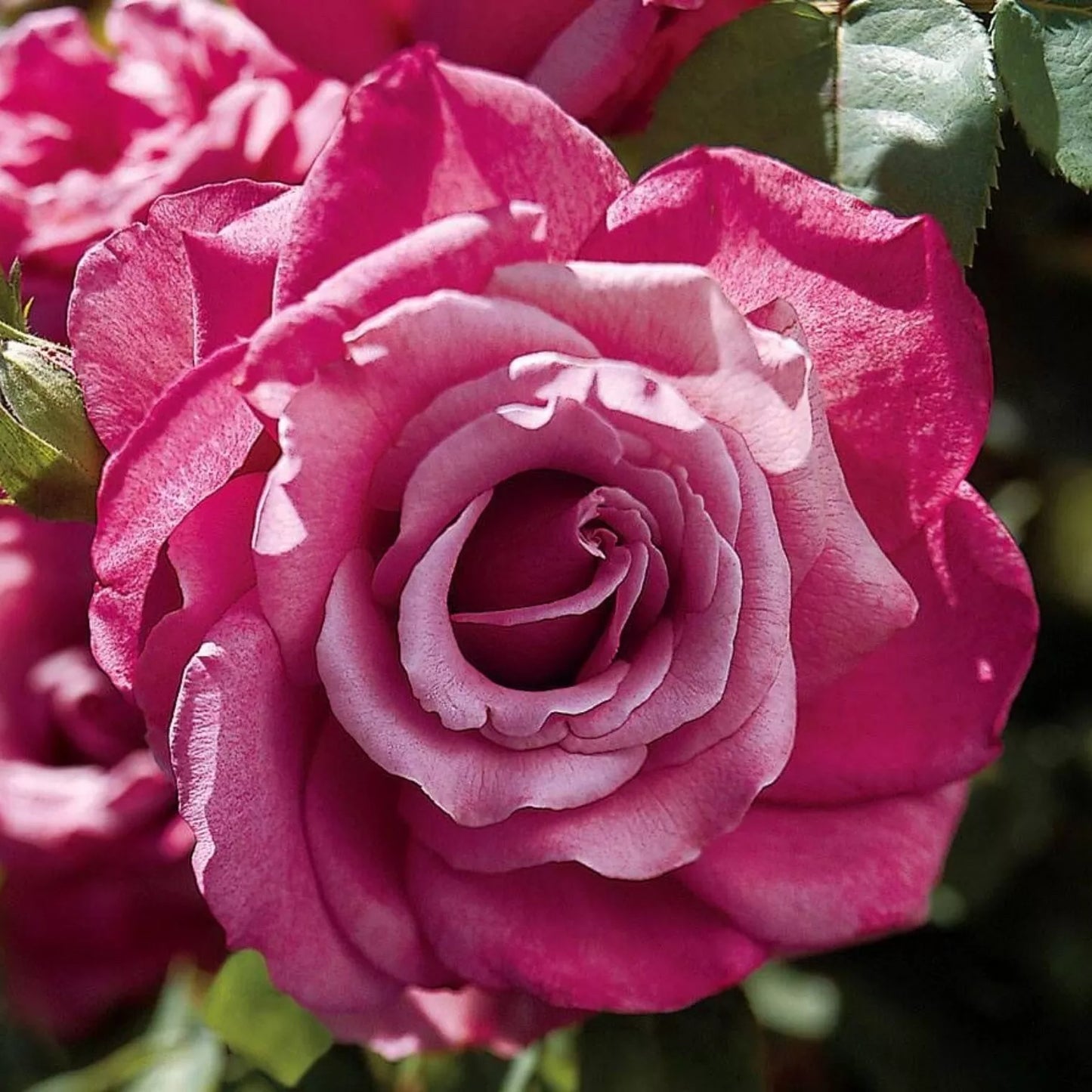 Heirloom Hybrid Tea Live Rose Cuttings 5-8" Mauve 4 Stems Rosa hybrida Unrooted