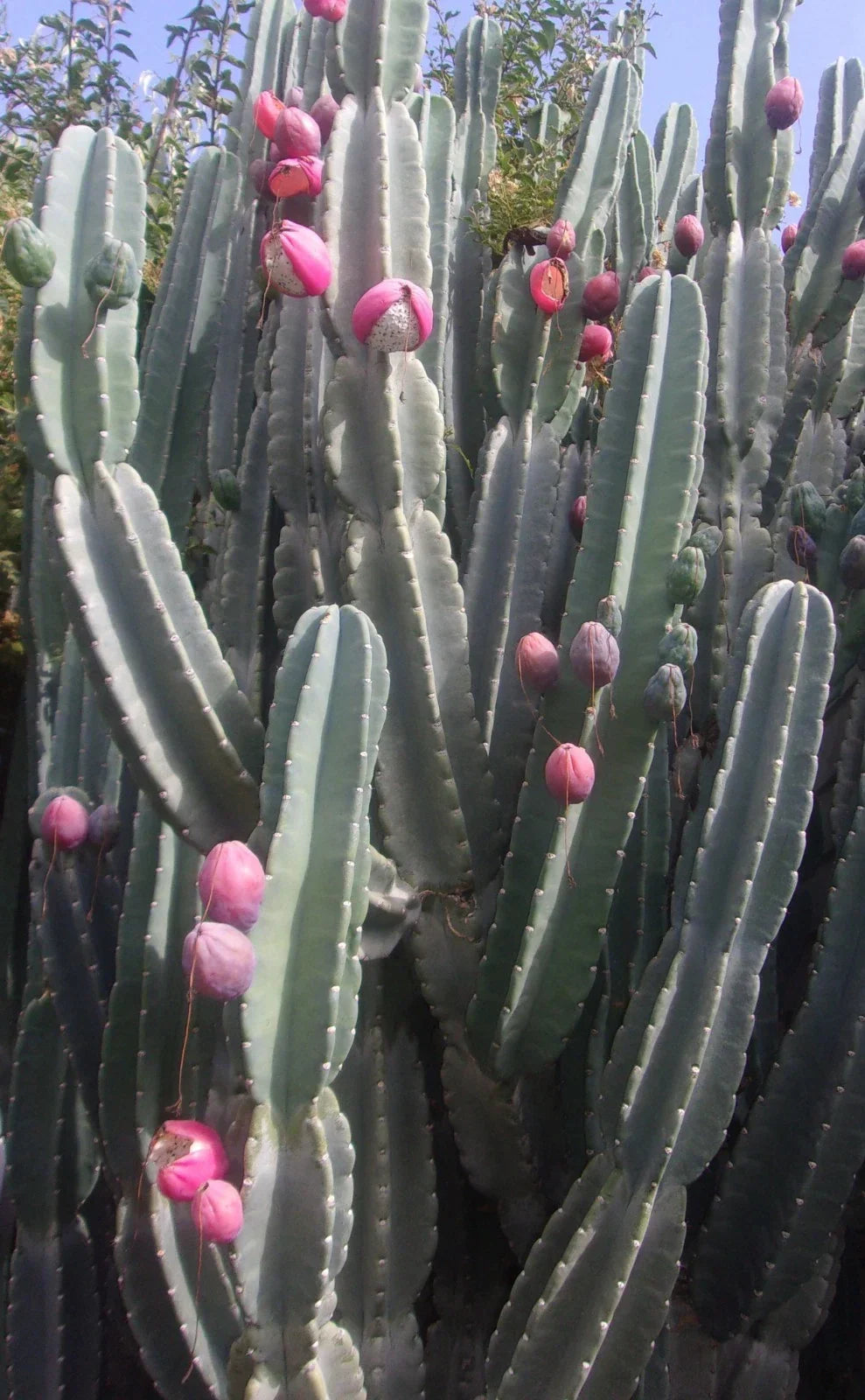 Night Blooming Cactus Cutting 24 Inch Fresh Hylocereus undatus for Indoor & Outdoor Gardening