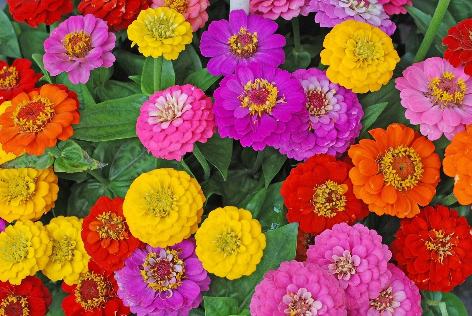 Zinnia Seeds for Planting - Early & Often Blooming Mix - Approx. 200 Seeds - Zinnia elegans