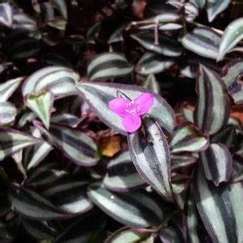 Tradescantia Zebrina Plant Cuttings - 50 Pack, Wandering Jew Houseplant, Purple & Green Foliage, Easy Care Indoor Gardening