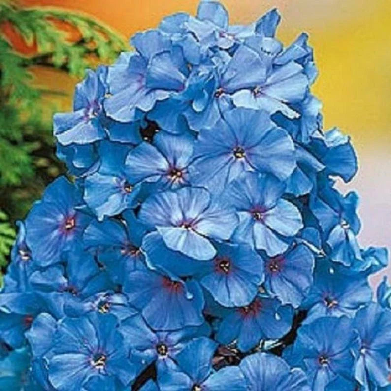 Light Blue Phlox Seeds - 50 Perennial Phlox paniculata Seeds for Butterfly Garden