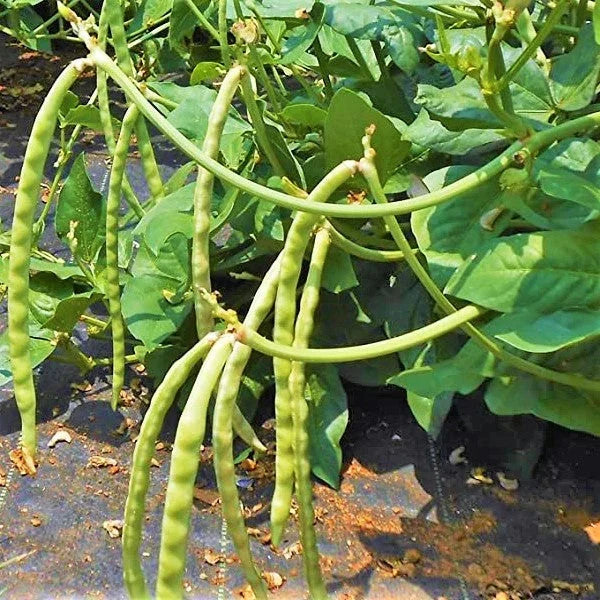 Mississippi Cream Pea Seeds - Packaged, Vigna unguiculata, High Yield, Disease Resistant, Climbing Vine, 2025 Planting