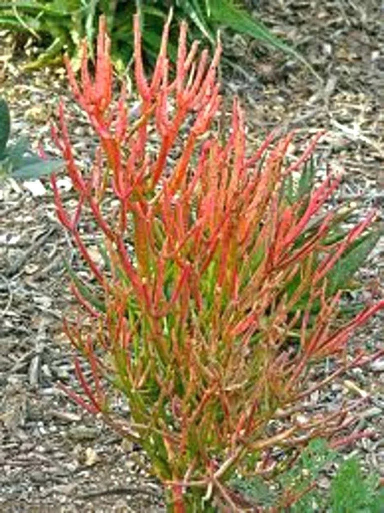 15 Firestick Pencil Euphorbia Tirucalli Succulent Cuttings – Thornless, Drought-Tolerant Indoor & Outdoor Plant Propagation