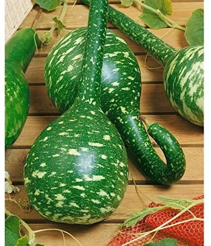 Dipper Gourd Seeds - 20 Long Handle Lagenaria siceraria for Planting, Climbing Vine, Green Decorative Gourds