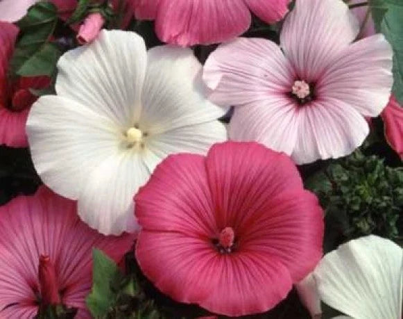 Rose Mallow Seeds Mix - 25 Pink & White Hibiscus moscheutos Flower Seeds for Garden, Borders & Containers