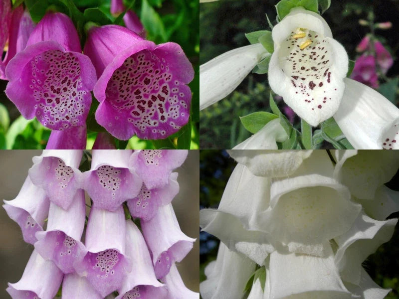 Foxglove Seeds Bulk 1000 Digitalis purpurea Spotted Purple & White Flowering Plant