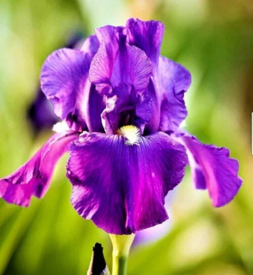 Purple Bearded Iris Bulbs - 3 Assorted Rhizomes - Iris germanica Live Plants