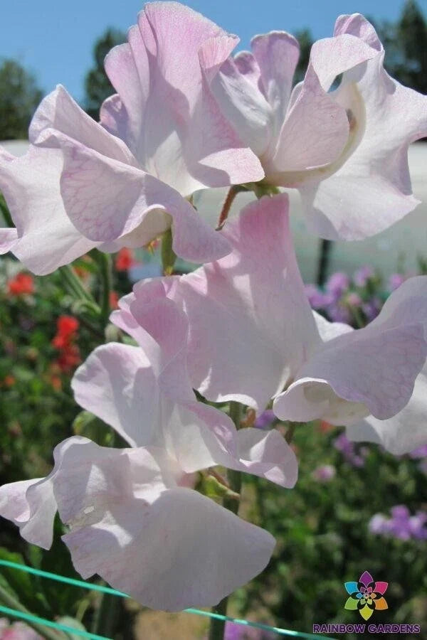 Deborah Devonshire Sweet Pea Seeds - Heirloom Lathyrus odoratus Climbing Flower Pack of 50