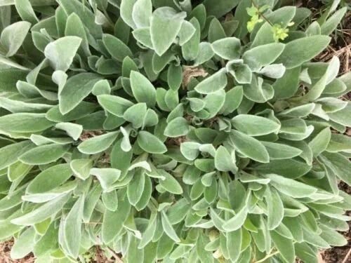 Lambs' Ear Baby Starter Plants - 8-12 Bare Root Stachys byzantina - Soft Gray Foliage, Drought Tolerant Ground Cover