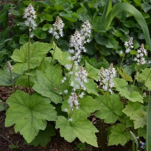 Foamflower Bare-Root Plant Tiarella cordifolia Native Perennial Groundcover for Shade