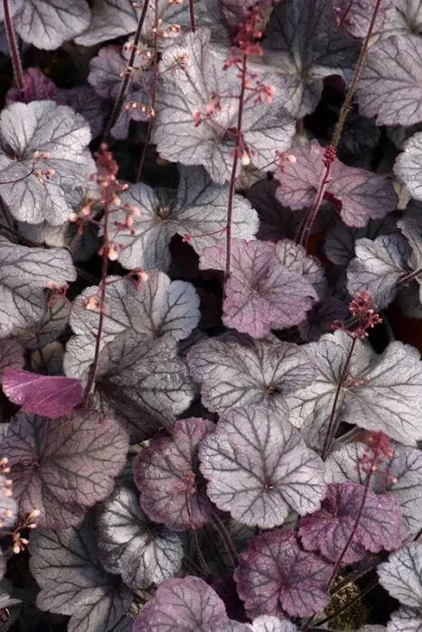 Heuchera Plant 4'' Pot Northern Exposure™ Purple Coral Bells, Burgundy Foliage, Pink Flowers, Evergreen Perennial