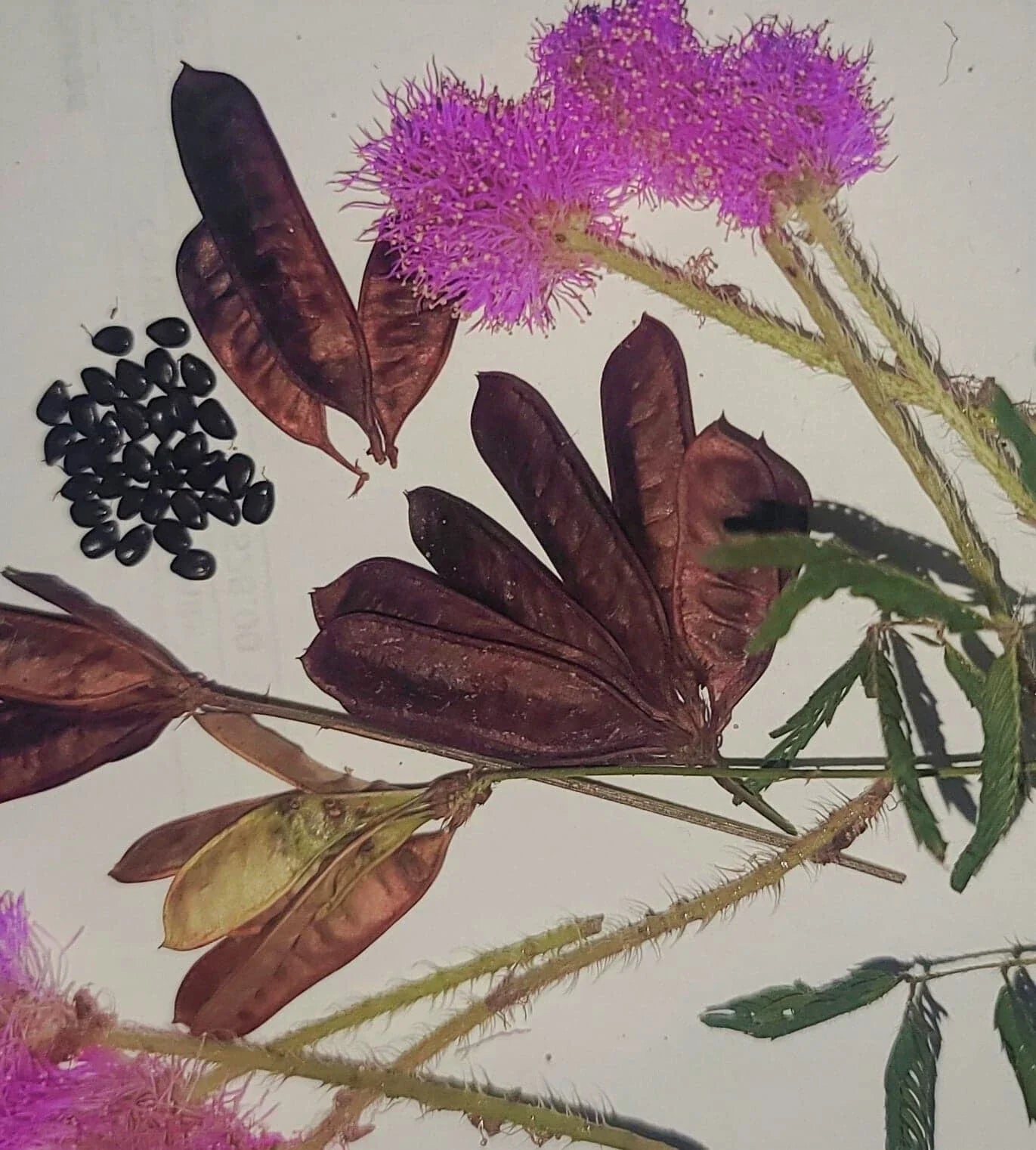 Organic Sensitive Plant Seeds - Mimosa Pudica Touch-Me-Not Shy Plant, 30+ Seeds for Indoor & Outdoor Gardening