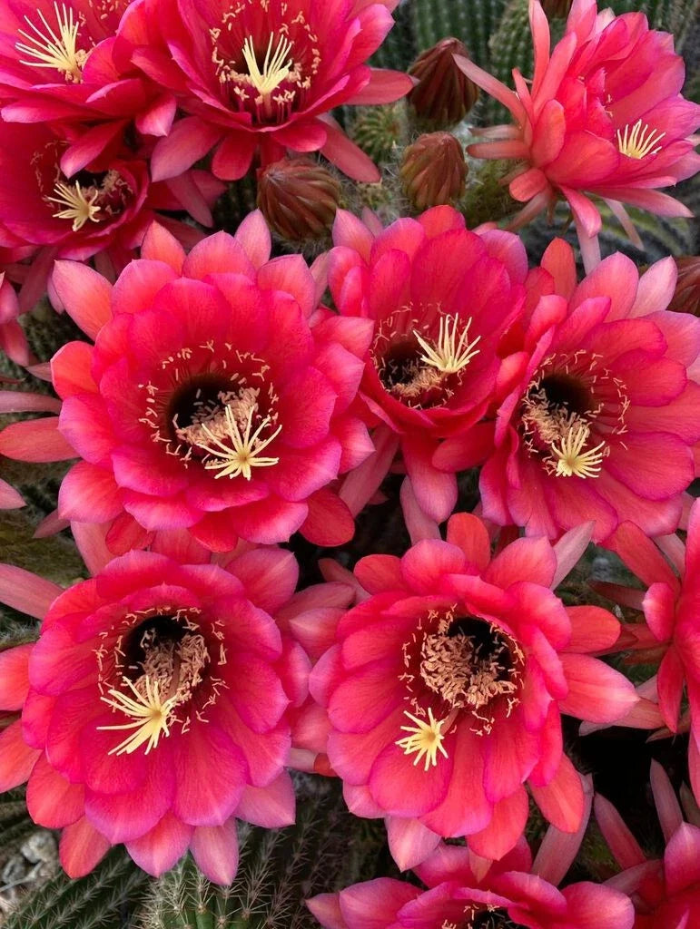 Tricocereus Grandiflorus Cactus in 3.5" Pot with 5" Pink Flowers, Show-Stopper, Columnar Succulent, Drought Tolerant, Exotic Plant
