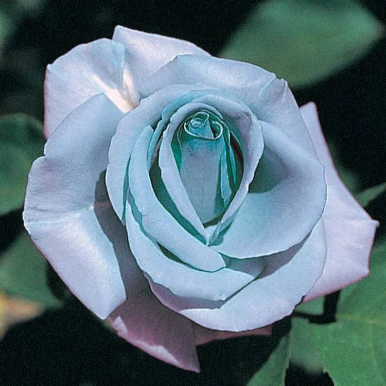 Blue Rose Seeds - 10 Perennial Rosa spp. Flowering Shrub Seeds