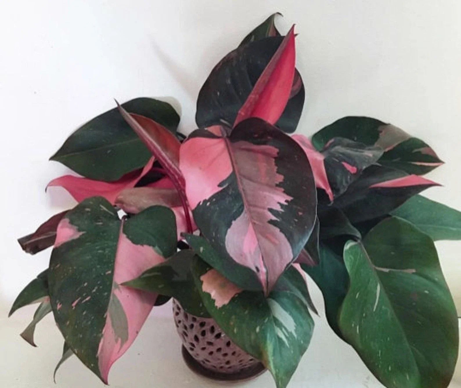Pink Princess Variegated Philodendron Live Plant – Small Rooted Starter, Rare Houseplant, Indoor Garden, Philodendron 'Pink Princess'