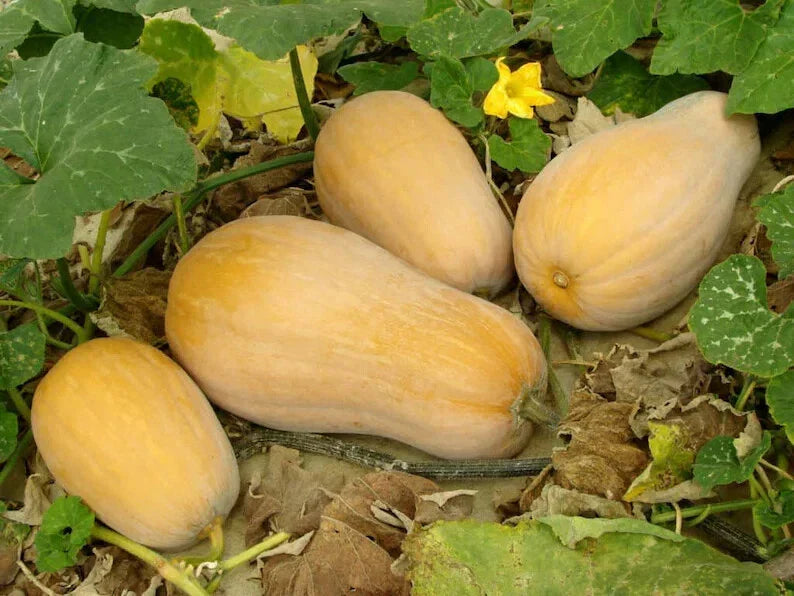 Organic European Winter Butternut Squash Seeds - 10 Pack - Non-GMO Cucurbita moschata - USA Grown