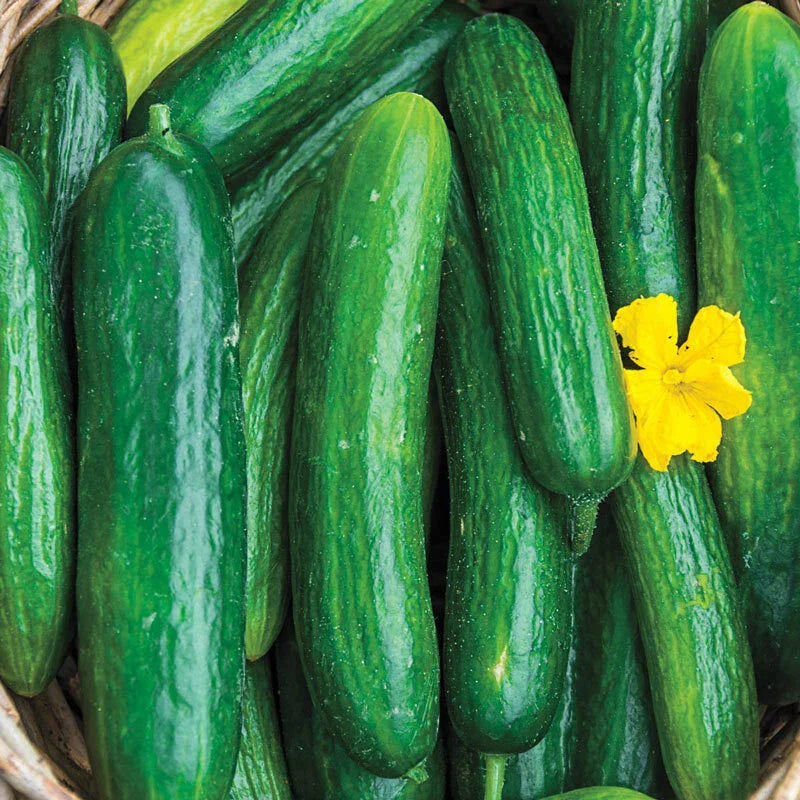 Beit Alpha Cucumber Seeds - Persian Lebanese Burpless Variety - Cucumis sativus