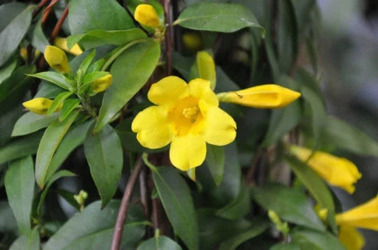 Carolina Yellow Jasmine Vine Plants 4-Pack | Gelsemium Sempervirens Climbing Flower | Fragrant Yellow Blooms for Hummingbirds