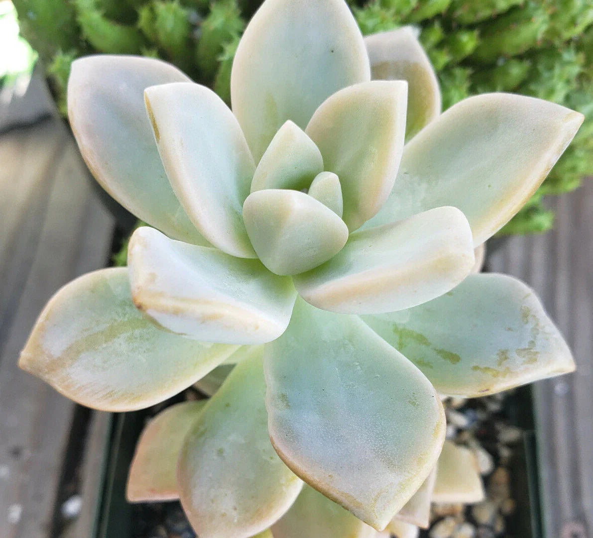 Graptopetalum Paraguayense Ghost Plant Cuttings - 3 Unrooted 2.5" Succulents