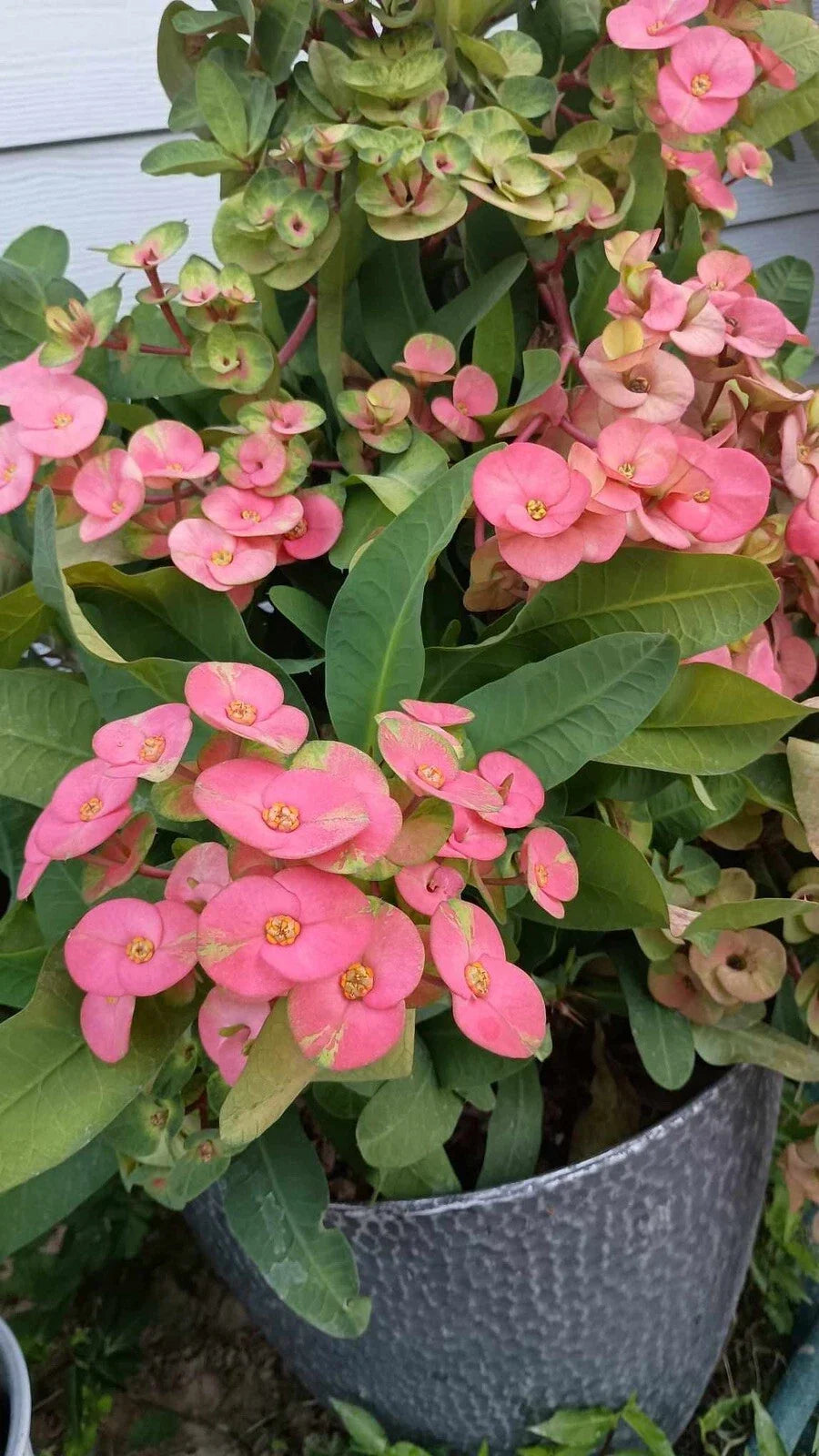 Jumbo Pink Escape Crown of Thorns Cutting Euphorbia milii Indoor/Outdoor Plant with Pink Flowers