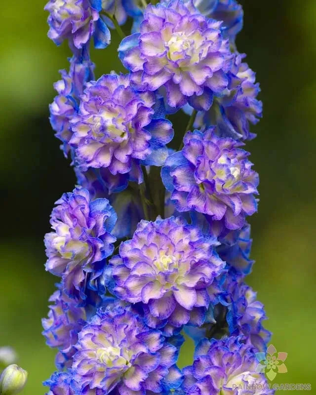 Highlander Bolero Delphinium Seeds - 200+ Seeds for Garden, Perennial, Blue & Purple Flowers, Delphinium elatum, Full Sun to Partial Shade
