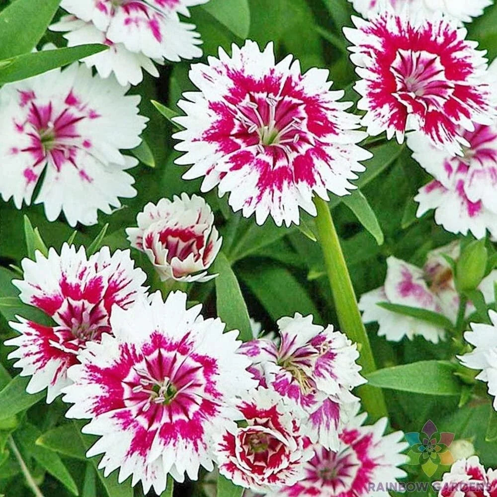 Pink Chianti Carnation Seeds - 200+ Pack, Dianthus caryophyllus, Vibrant Pink Flowers, Garden Planting, Easy to Grow, USA Shipping
