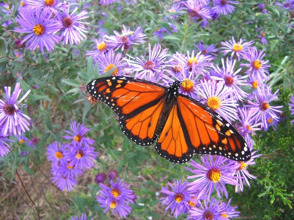New England Aster Seeds - Perennial Wildflower for Garden, Borders, Meadows - Symphyotrichum novae-angliae