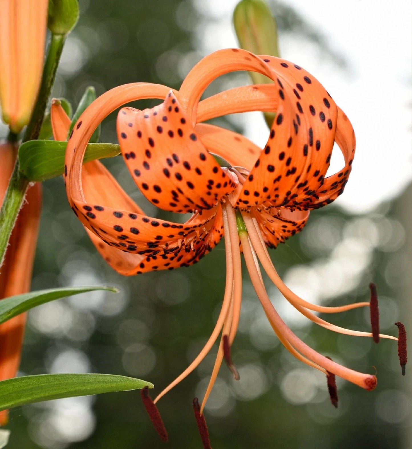Tiger Lily Seeds 20+ Count Spotted Flowers Lilium columbianum Perennial Garden Plant