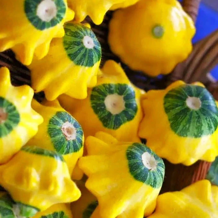 Bicolor Patty Pan Squash Seeds – Yellow & Green – Bush Scallop Variety – Cucurbita pepo – 25 Seeds for Small Gardens & Containers