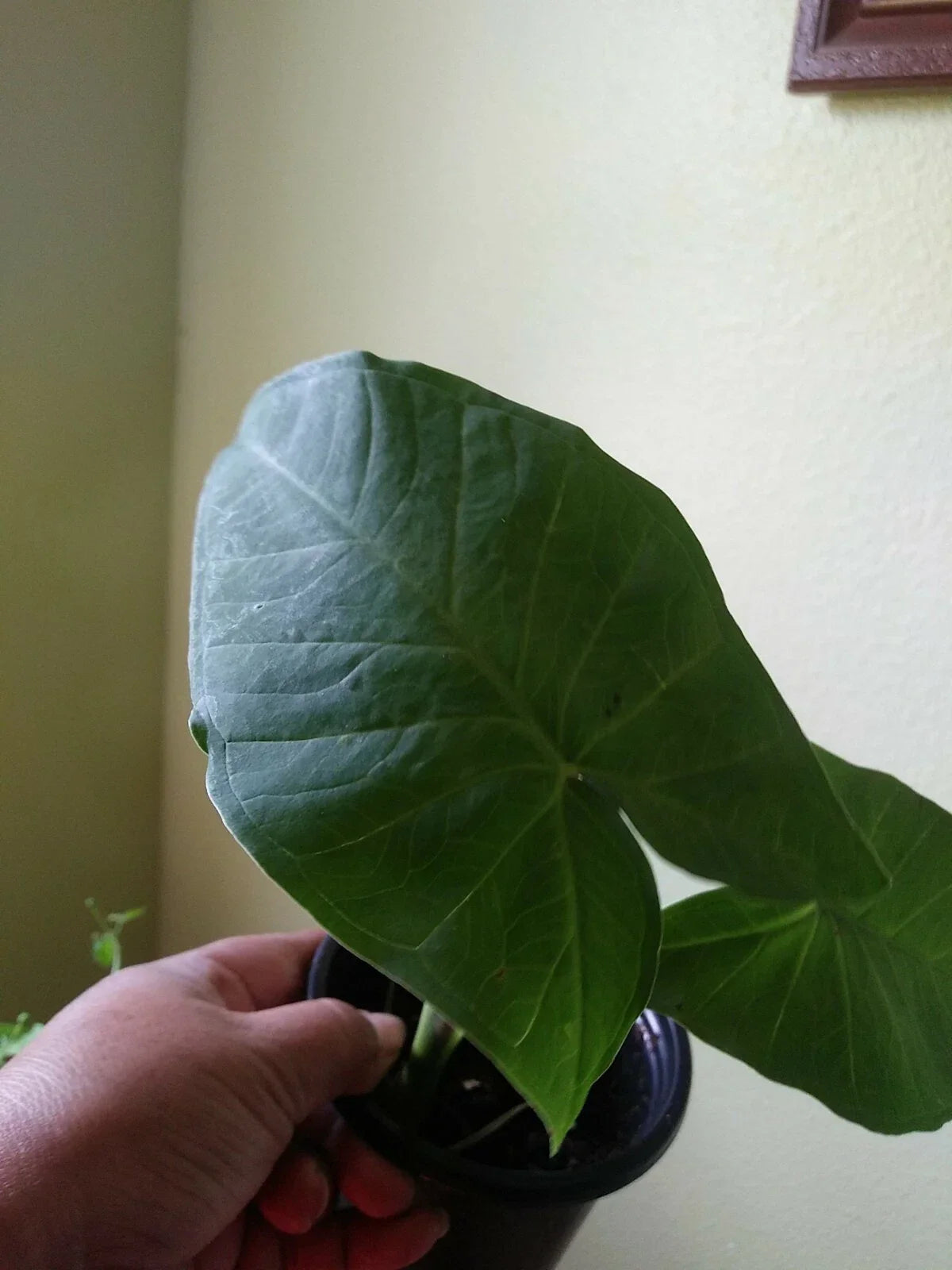 Giant Elephant Ear Alocasia Small Plant - Large Leaves Indoor Houseplant