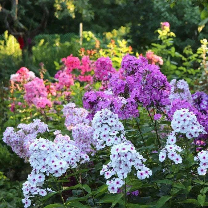 Garden Mix Phlox Seeds - 100+ Variety Pack for Colorful Flowers, Attracts Pollinators, Non-GMO, Full Sun to Partial Shade