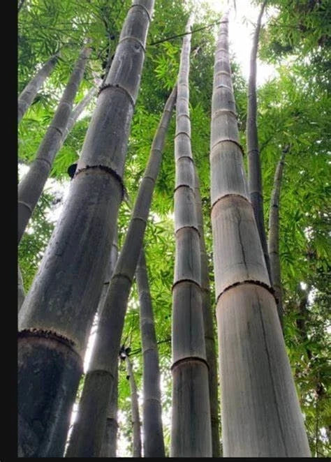 California Giant Bamboo Seeds - Clumping Privacy Screen, Shade Plant, Bambusa vulgaris, 50 Pack