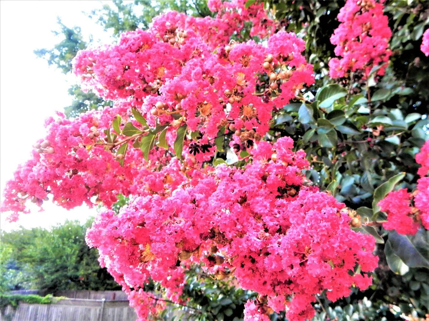 Sioux Pink Crape Myrtle Plant - Live Perennial Shrub - Pink Blooms - Lagerstroemia indica 'Sioux'