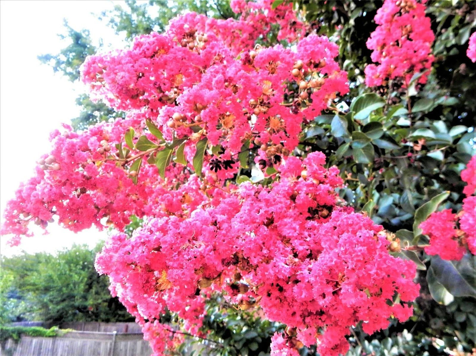 Sioux Pink Crape Myrtle Plant - Live Perennial Shrub - Pink Blooms - Lagerstroemia indica 'Sioux'