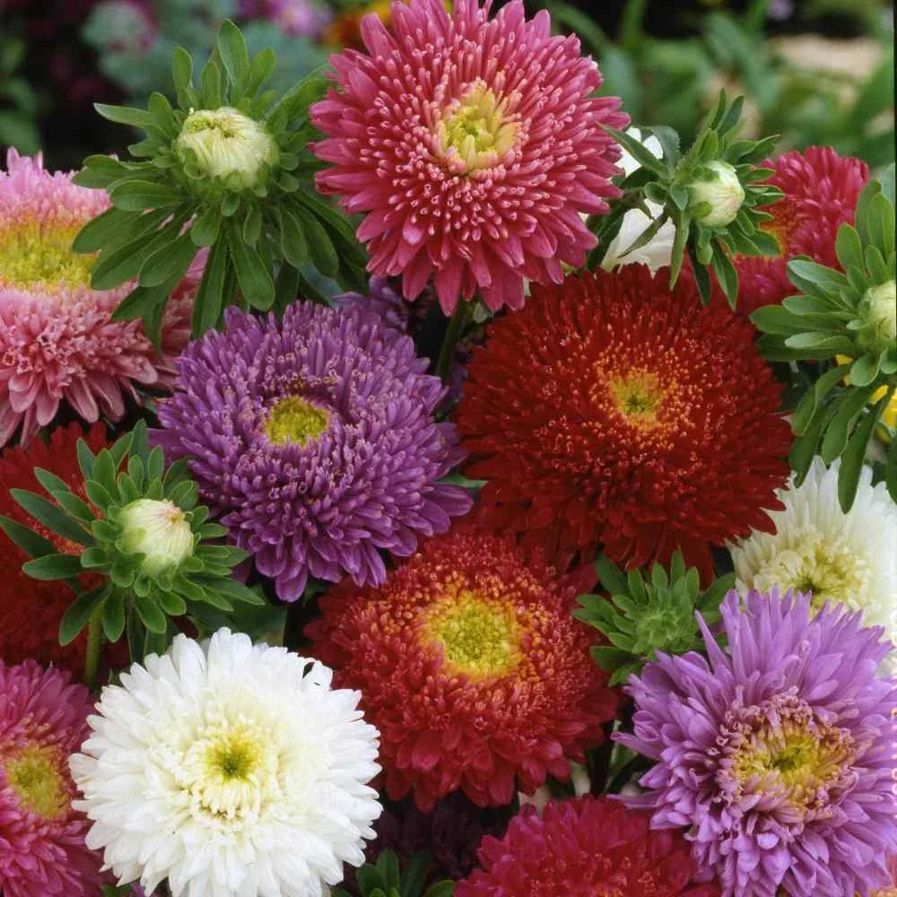 Aster Seeds - Dwarf Milady Mix, 50 Non-GMO Flowering Seeds for Gardens & Containers, 3-Inch Blooms, Vibrant Colors, Aster amellus